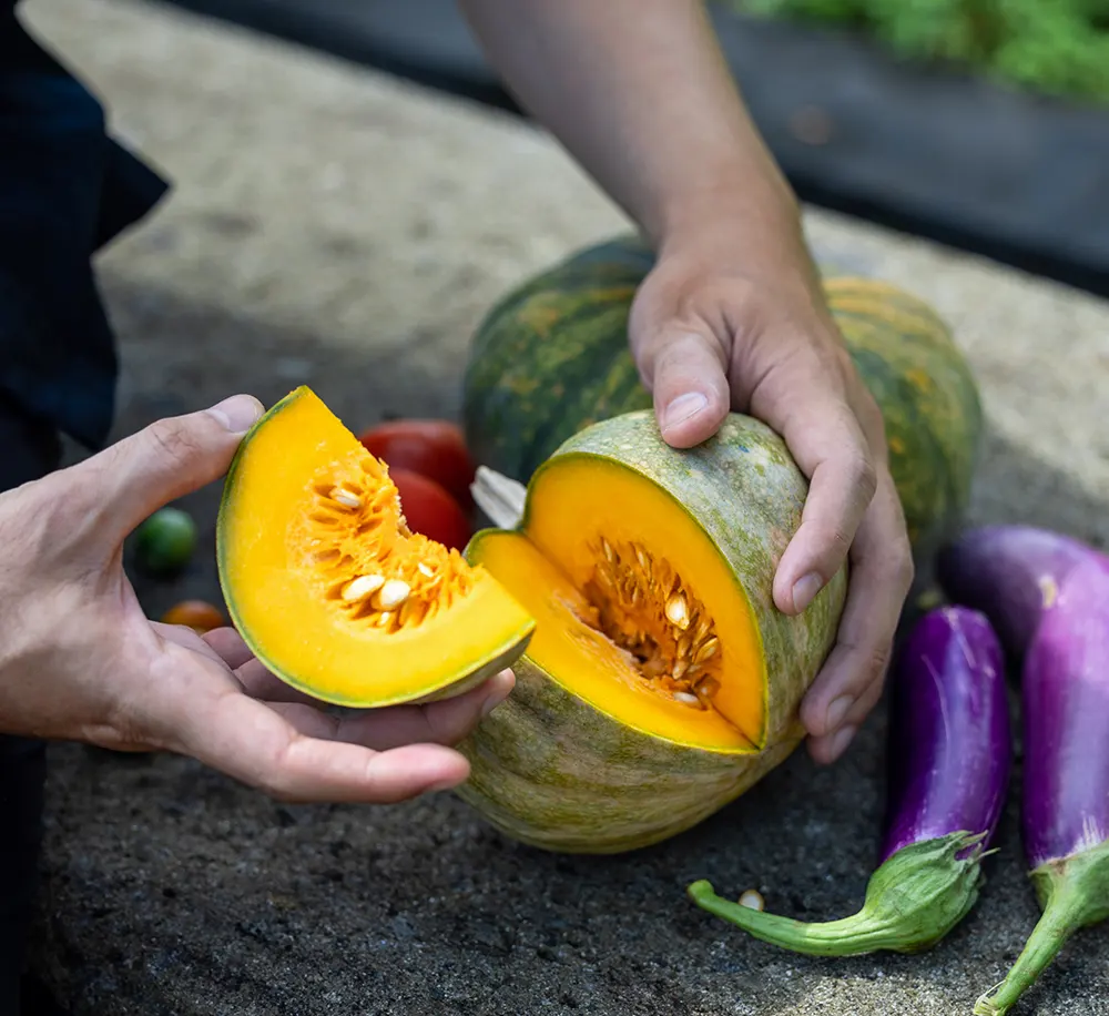 CasCades Green House Pumpkin