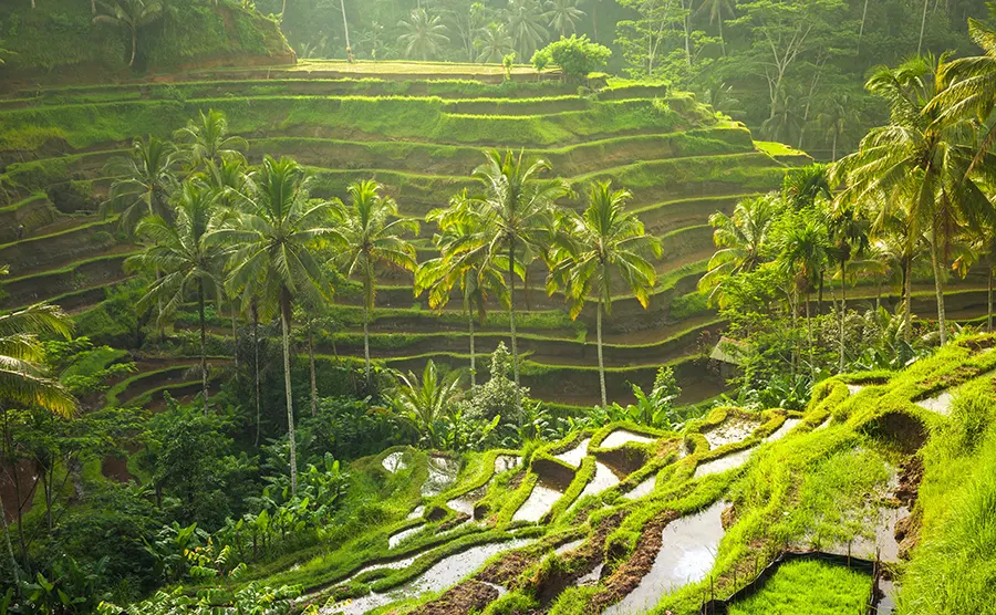 Tegallalang Rice Terrace