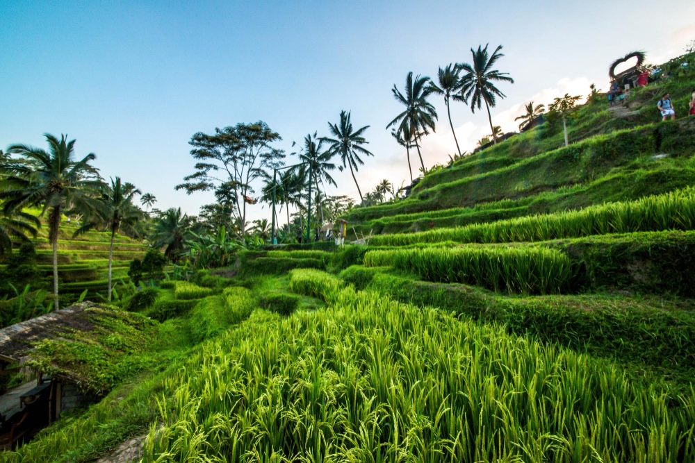 Tegalalang Rice Terrace Ubud Bali