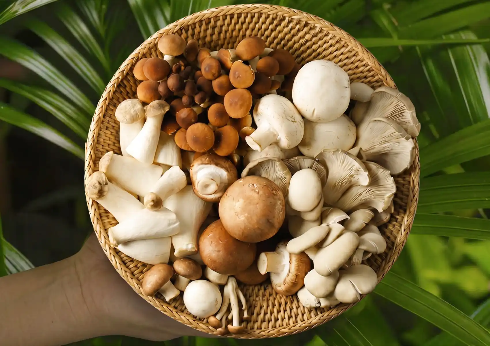 A hand holding a rustic woven basket filled with a variety of fresh, raw mushrooms against lush green foliage, showcasing the natural, earthy ingredients prepared at a restaurant in ubud.